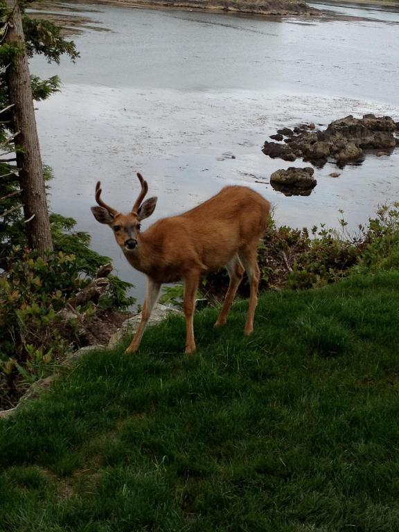 Cygnet Cove Suites Ucluelet Dış mekan fotoğraf