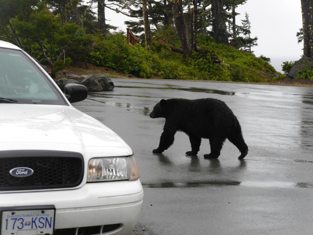 Cygnet Cove Suites Ucluelet Oda fotoğraf