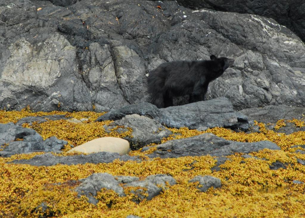 Cygnet Cove Suites Ucluelet Dış mekan fotoğraf