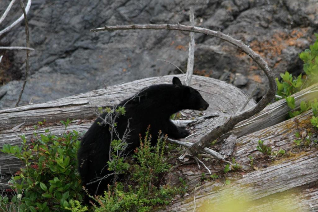 Cygnet Cove Suites Ucluelet Dış mekan fotoğraf